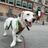 Фото профиля TIBURÓN Y MORGAN LARA 🐶 ACARREADOS IRREVERENTES