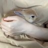🥕しおわた🐇もかのま🥕 profil fotoğrafı