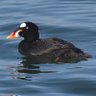 Surf Scoter 的头像