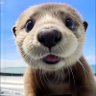 Profilbild von 达芬奇的秘密