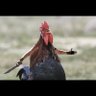 Jacknut profil fotoğrafı