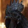 Ayam Cemani profil fotoğrafı