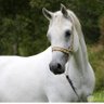 khadiga's profile picture
