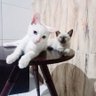 Preta profil fotoğrafı