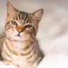 Cat 的头像