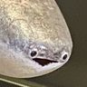 Sacabambaspis 的头像