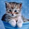 Mo Mo Cat Reborn's profile picture