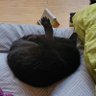 みぃこの母's profile picture