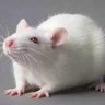 White Rat profil fotoğrafı