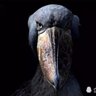 罗记's profile picture