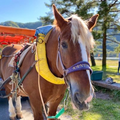 榛名湖遊覧馬車's profile picture