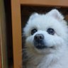 サメ三郎's profile picture