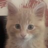 gi84 profil fotoğrafı