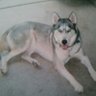 Фото профиля Husky Nation