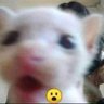 Profilbild von Artemon Fox