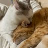 猫爪脱皮🐾's profile picture