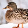 pato_quente 🦆🪿 ☀️ 👓's profile picture