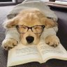 迪迦 profil fotoğrafı