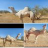 احمد راعي الابل profil fotoğrafı