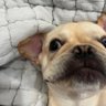 Фото профиля Dogs for depression