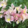 AlstroemeriaSun 的头像