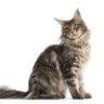 猫好き 的头像