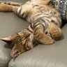 Фото профиля Fifi (43%)