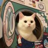 babi hutan's profile picture