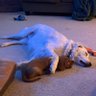 Dadof3And3Dogs profil fotoğrafı