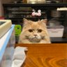 ぽんぽんポンちゃん profil fotoğrafı