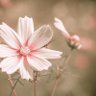 Gladys Gonzalez Miller 的头像