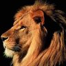 Lammari Boutayeb's profile picture