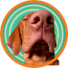 Groovy VIZSLA 的头像
