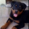 ரசிகன்'s profile picture