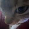 Torrify profil fotoğrafı