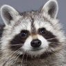 Resilient Raccoon profil fotoğrafı