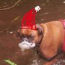 Profilbild von 🎅 santa dog 🐶