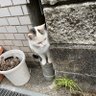 蒼閃 profil fotoğrafı