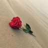 Фото профиля Ali Basra