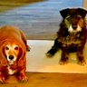 DachsieS profil fotoğrafı
