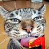 ヒカルと母's profile picture