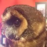 Jake (Nerdy Bird) 的头像