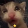 Thisisntafurrylol's profile picture