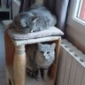 Dechiron Coralie's profile picture