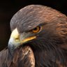 HaraLd AdLer's profile picture