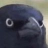 crow 的头像