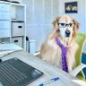 Venkman, Ghost Attorney at Law (2.0)'s profile picture