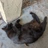 Ryan sikorski's profile picture