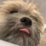 ะคะพัะพ ะฟัะพัะธะปั archie the dug