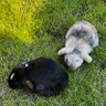 Фото профиля Happy Bun